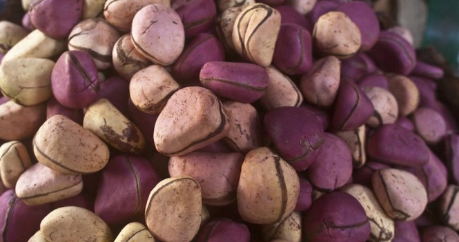 bahan coke kacang kola